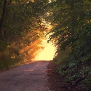 Licht am Ende des Waldweges